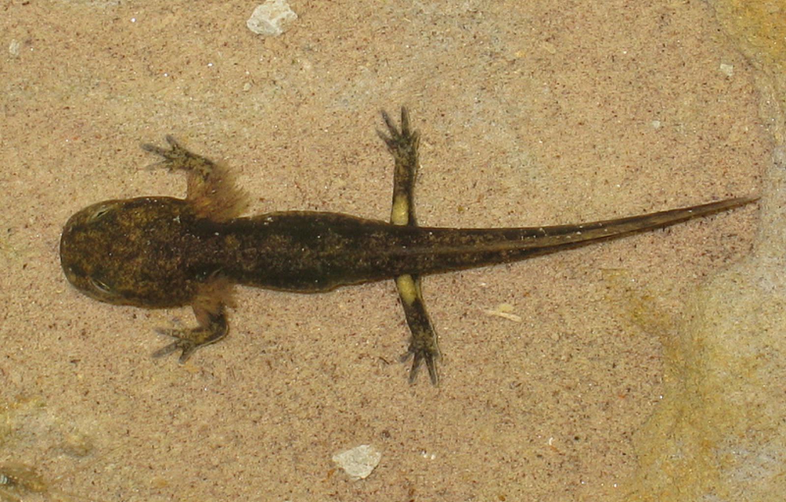 Larve des Feuersalamanders