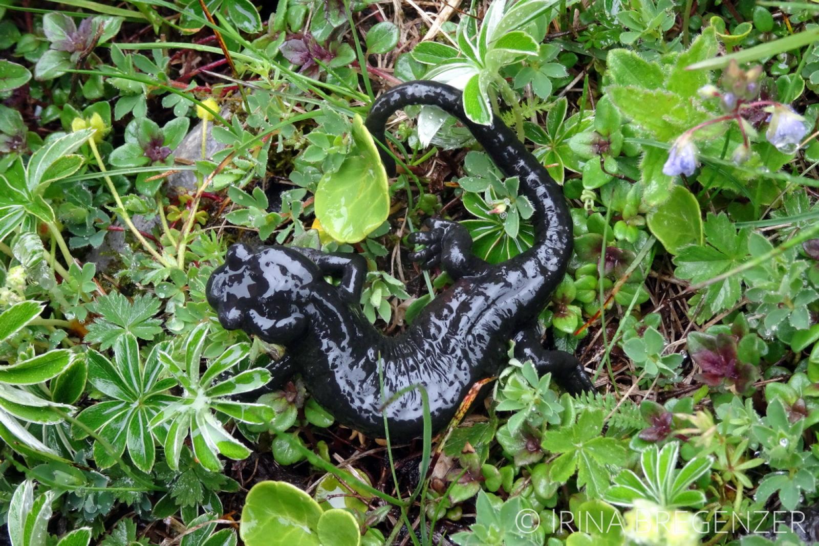Salamandre noire