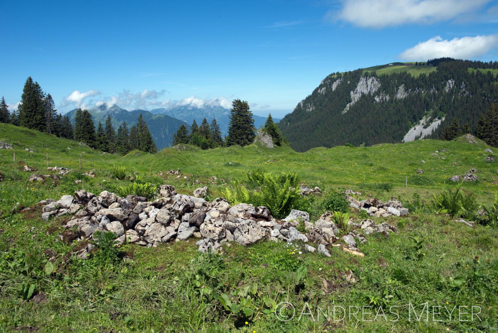 Habitat de la salamandre noire 