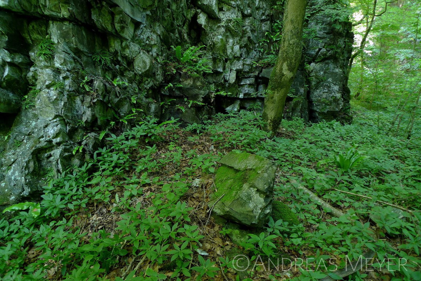 Forêt de feuillus