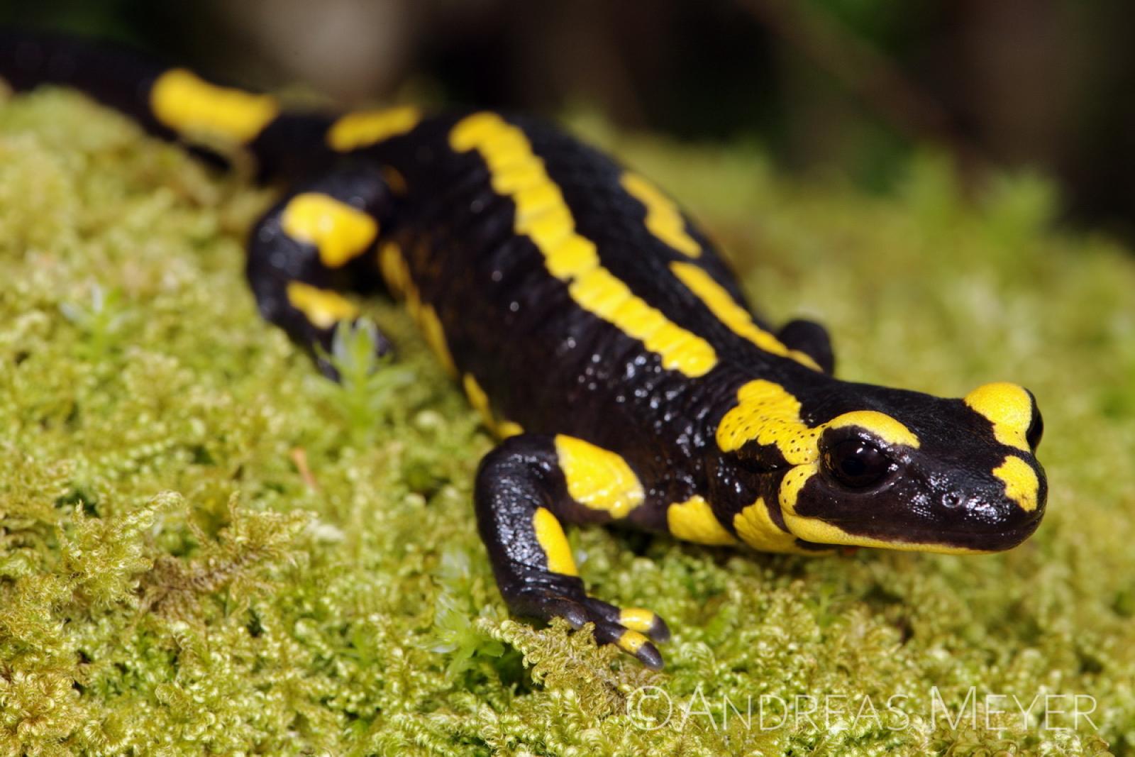 Schwarzer Salamander mit zwei gelben Streifen