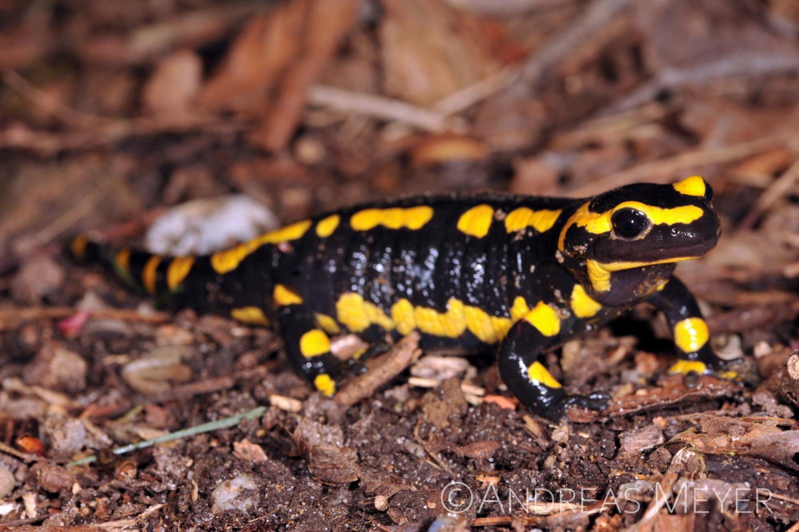 Salamander mit gelben Streifen