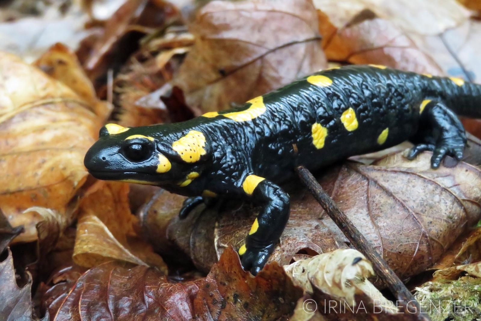 Schwarzer Salamander mit gelben Punkten