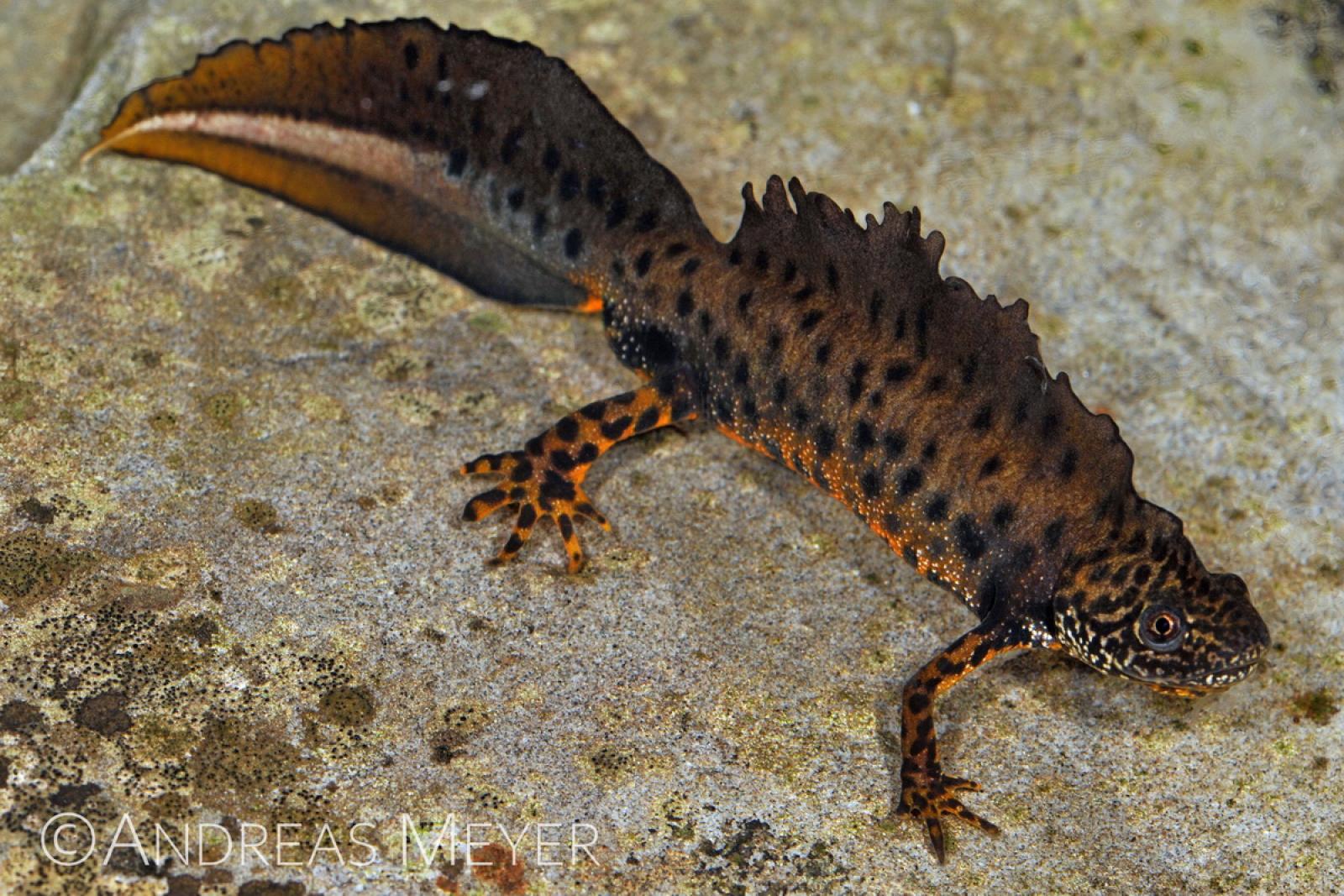 Triton avec crête dorsale