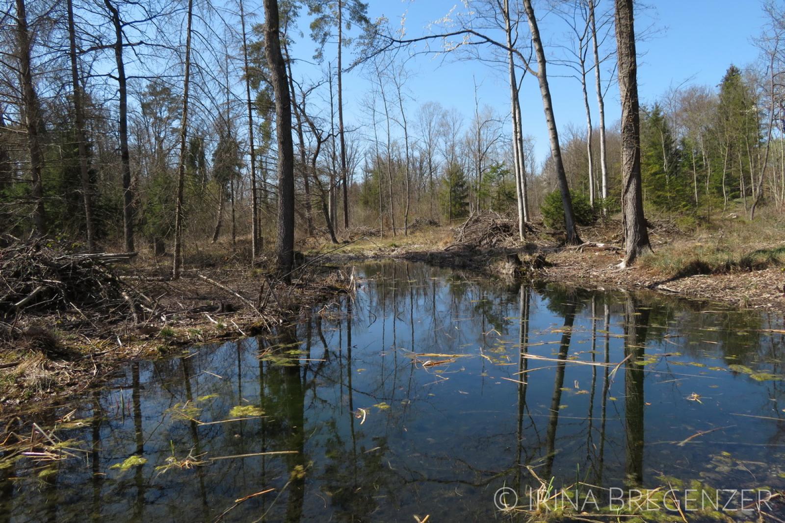Etang en forêt