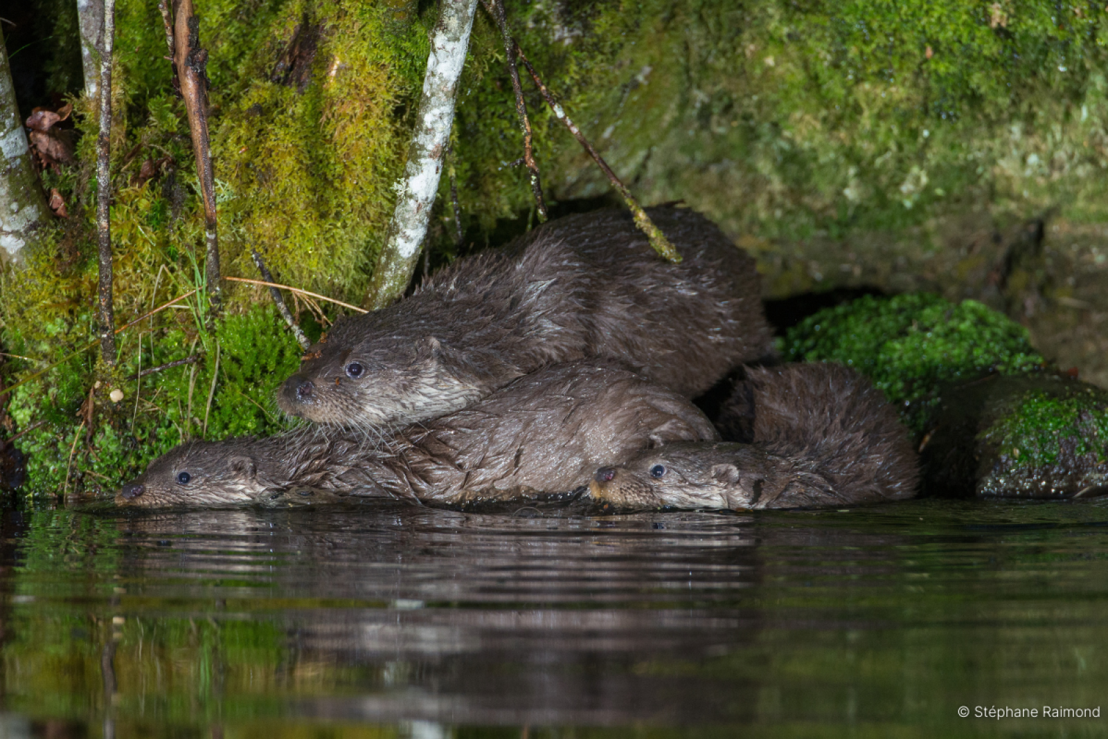 Une mère loutre qui accompagne ses jeunes loutrons en expédition (© Stéphane Raimond)