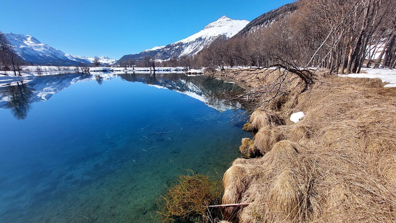 Habitat de castor à Samedan