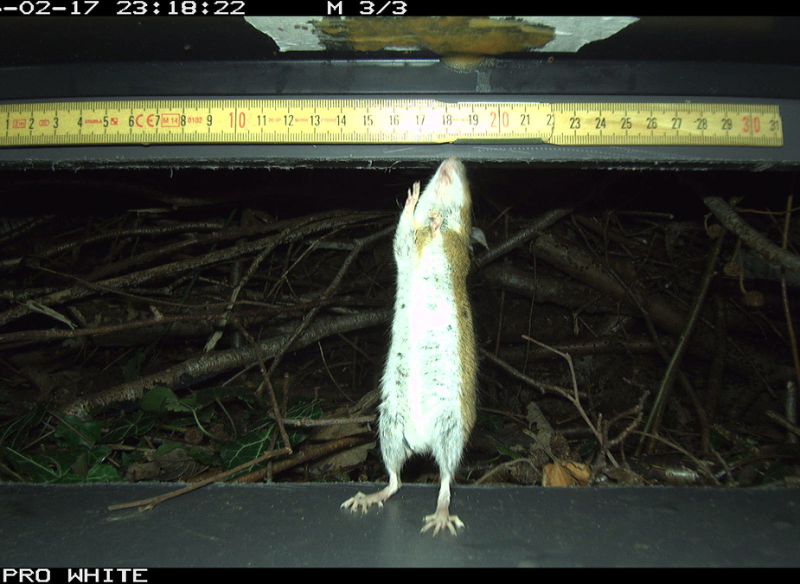 Apodemus flavicolis visitant une photobox (© Thierry Bohnenstengel)
