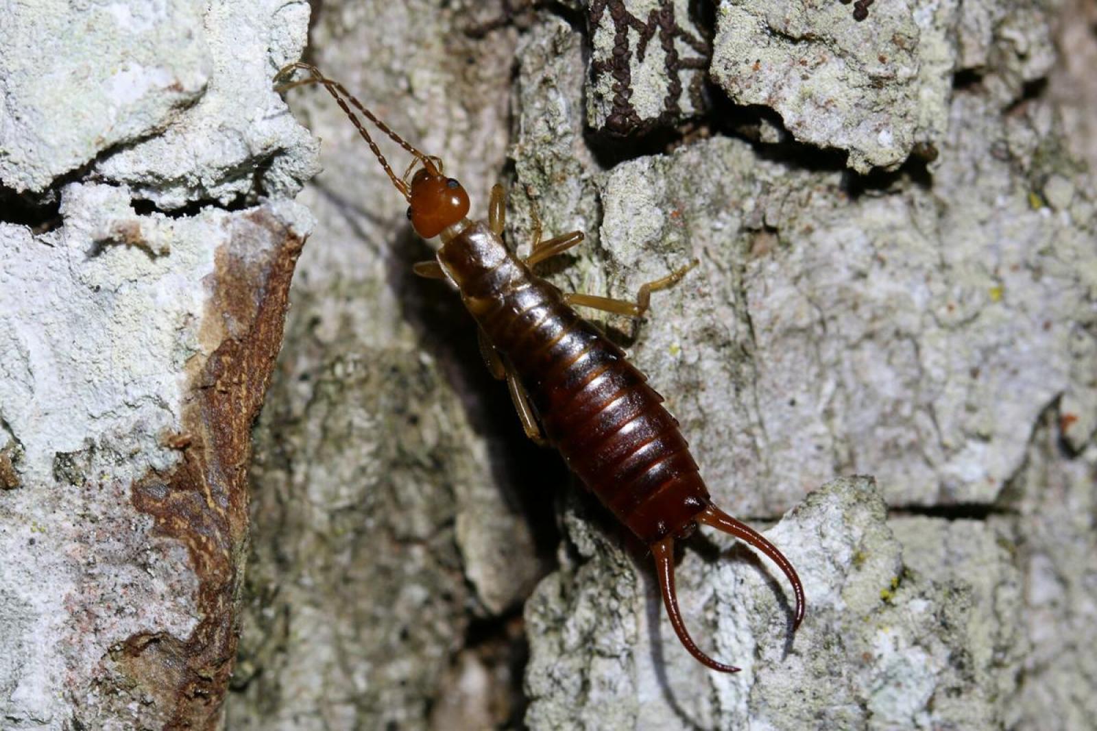 Insecte: forficule