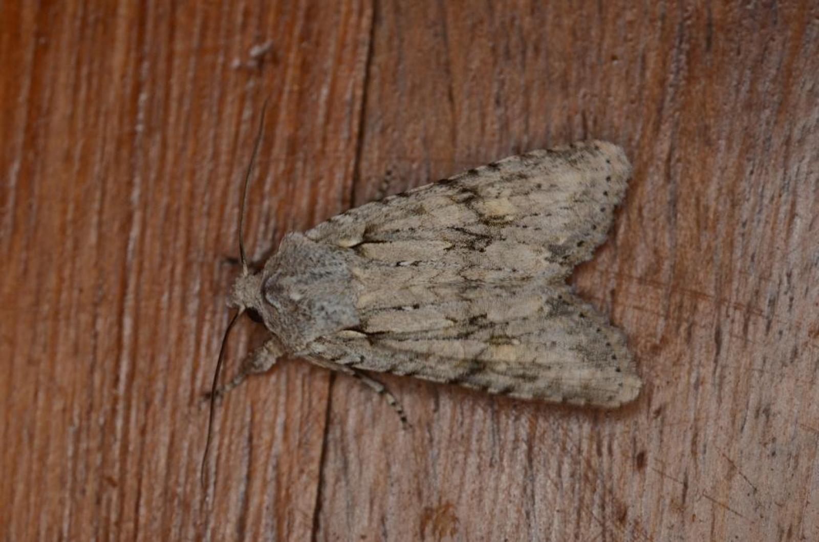 Papillon de nuit
