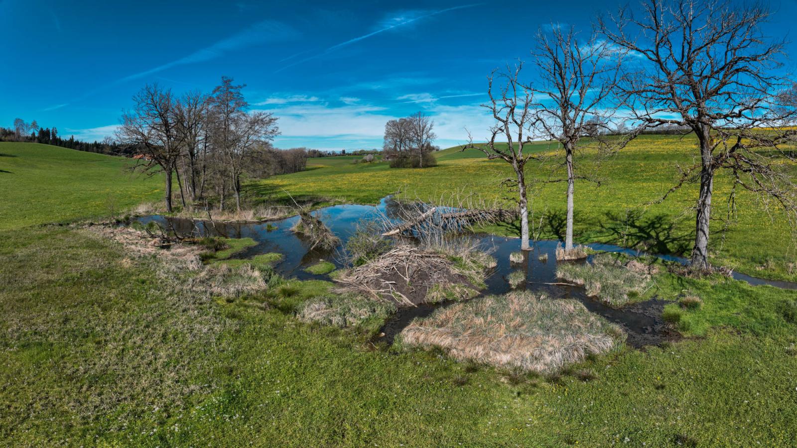 Prairie avec plan d'eau