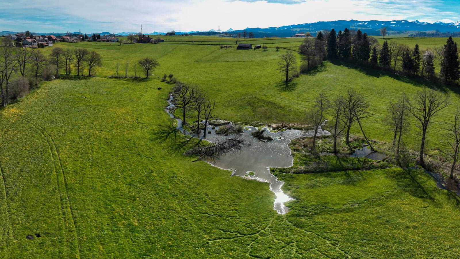 Prairie avec plan d'eau