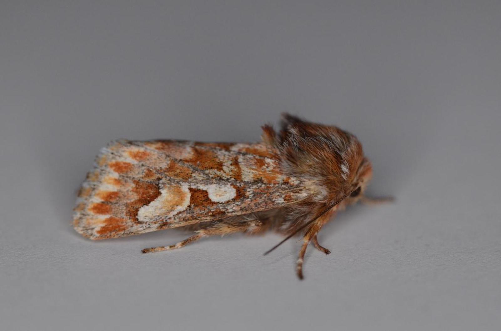 Papillon de nuit