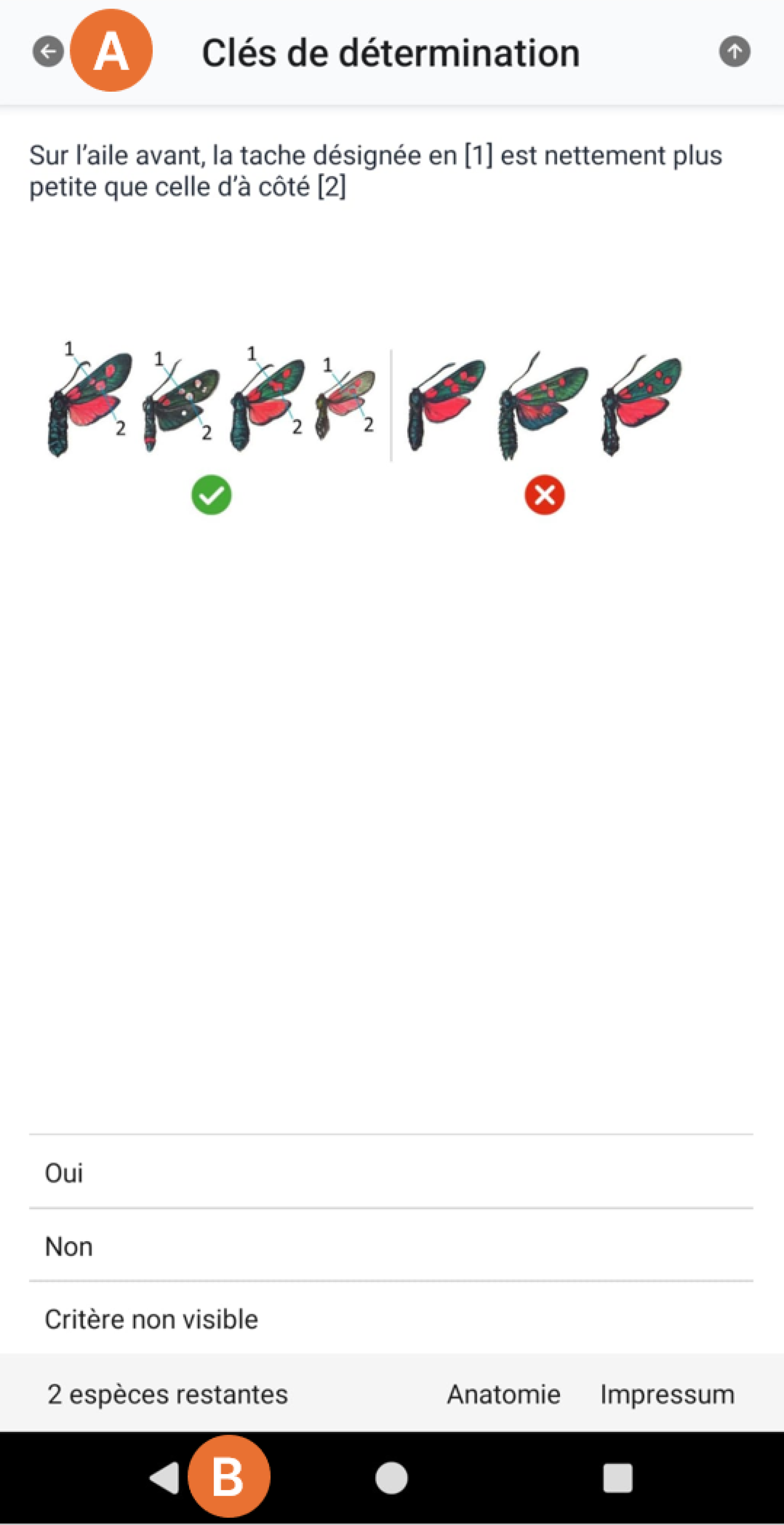 Graphique dans une App avec Papillon