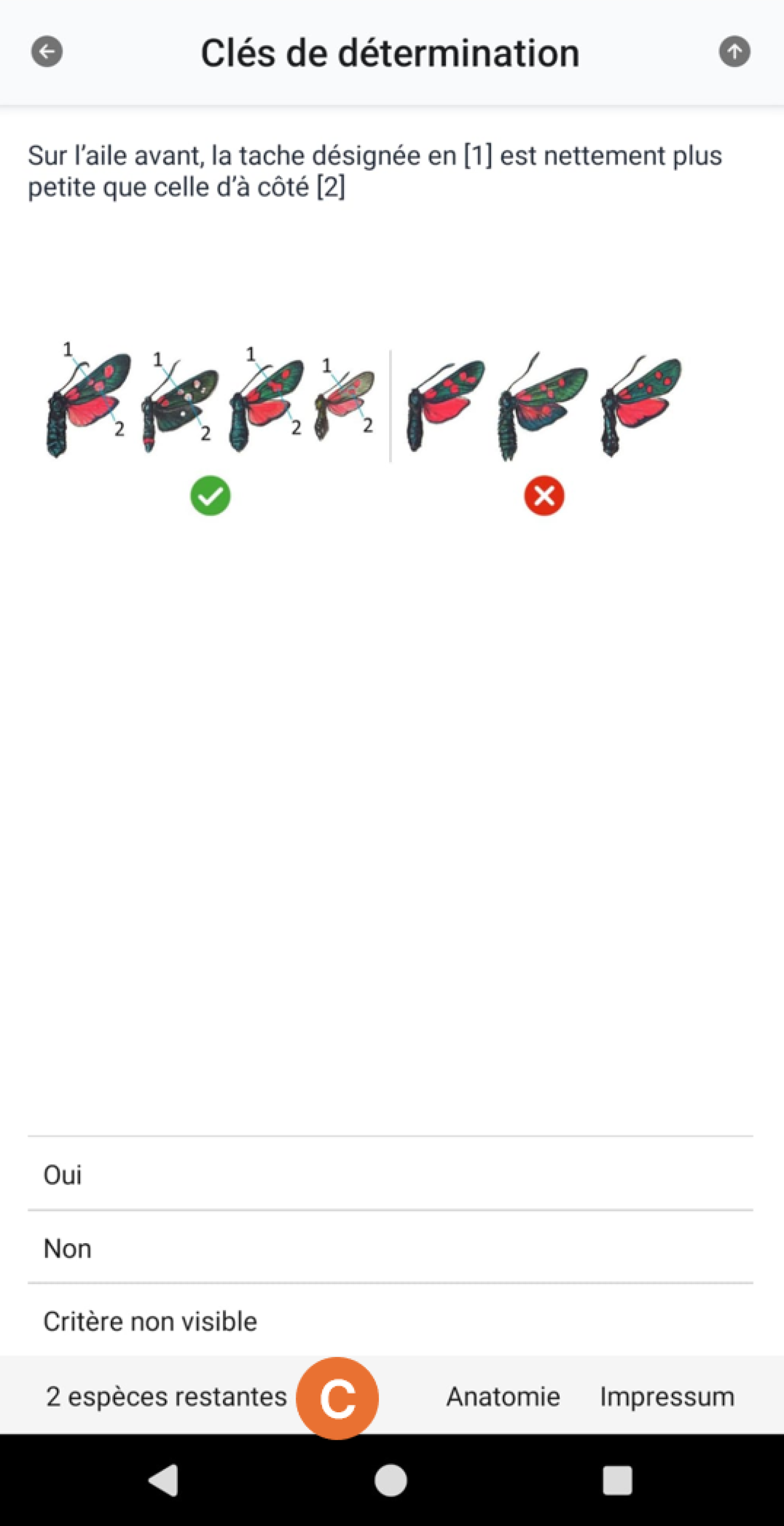Graphique dans une App avec papillons
