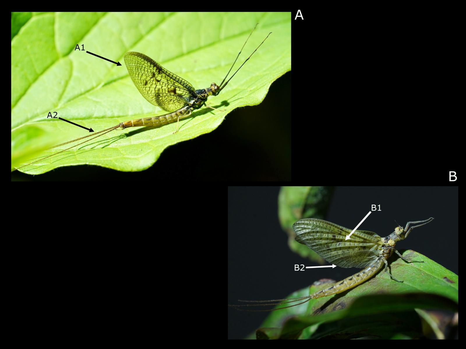 Insecte: Ephémère Ephemera vulgata
