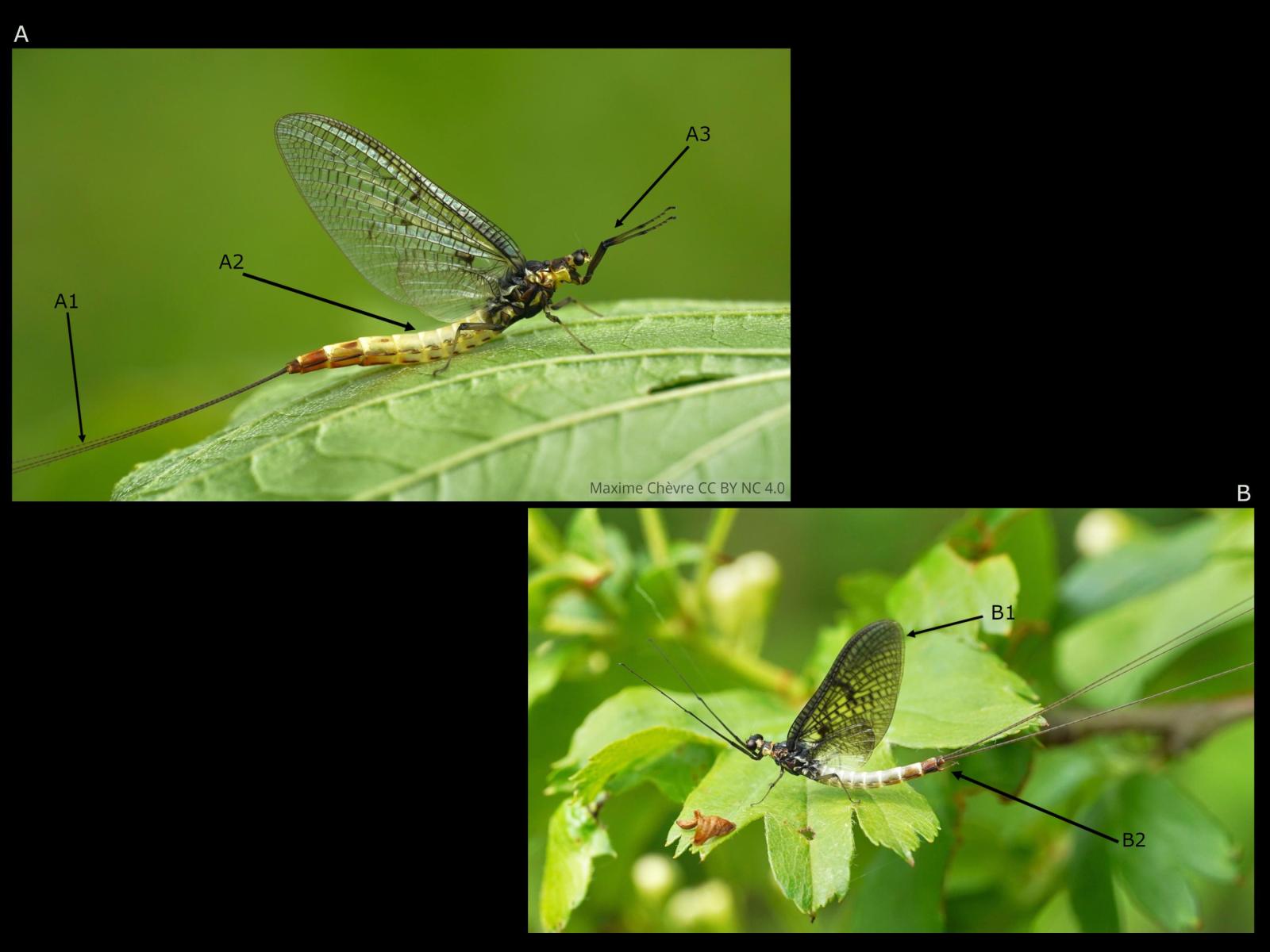 Insecte: éphémère