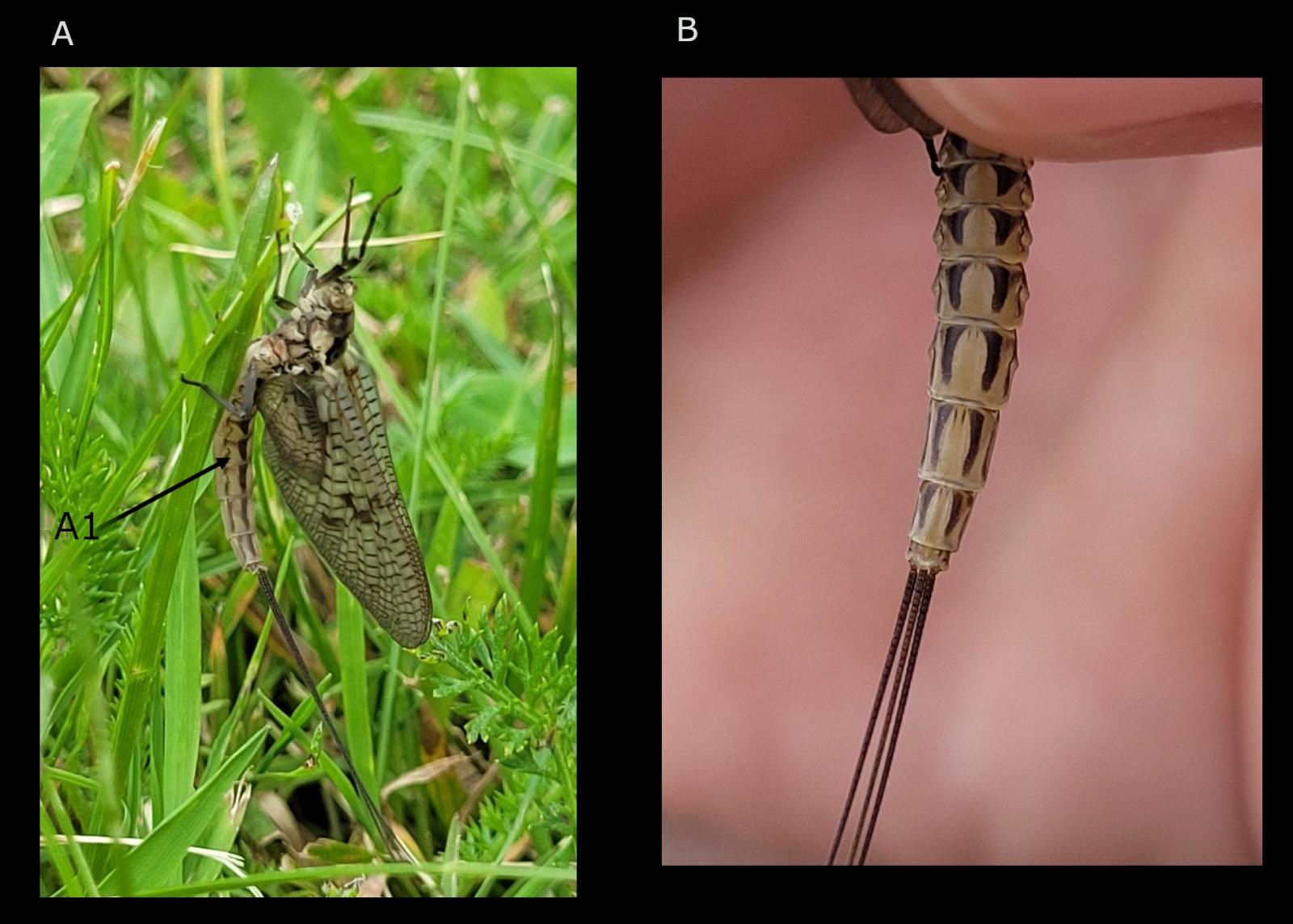 Insecte: éphémère Ephemera vulgata