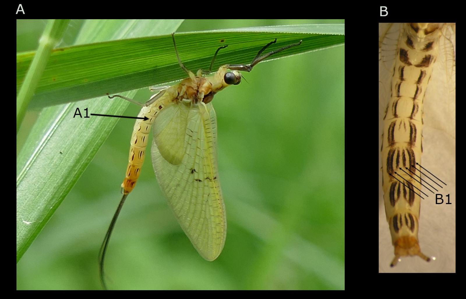 Insecte: éphémère Ephemera lineata