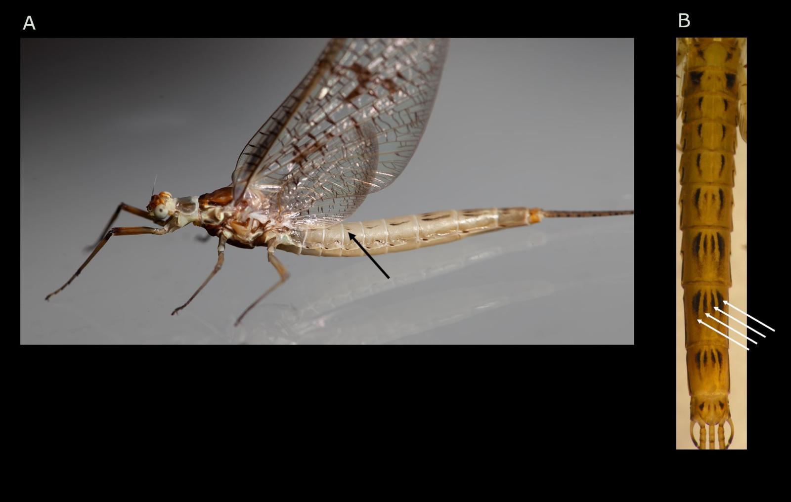 Insecte: éphémère Ephemera glaucops