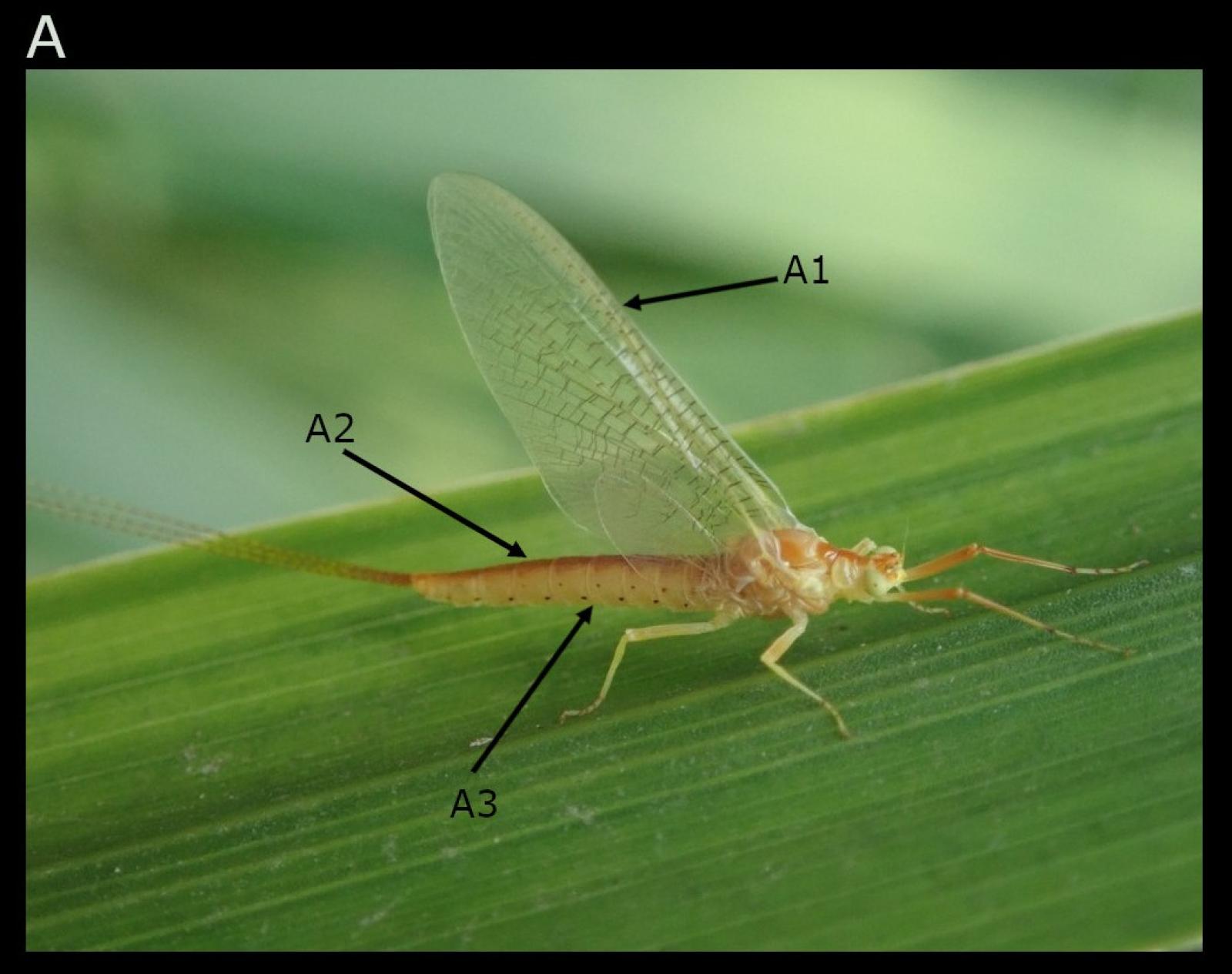 Insecte: éphémère Potamanthus luteus
