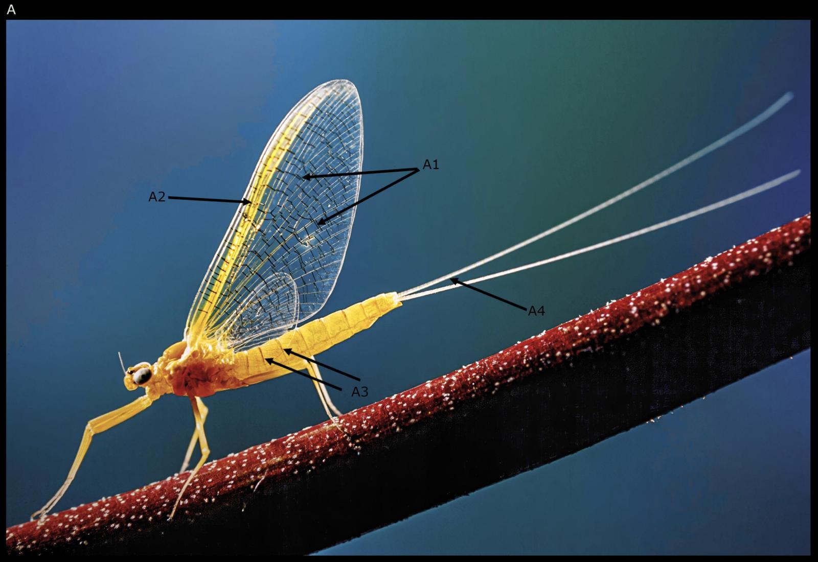 Insecte: éphémère Heptagenia sulphurea
