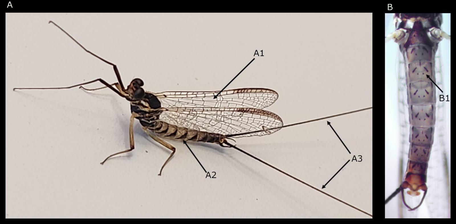 Insecte: éphémère Ecdyonurus insignis