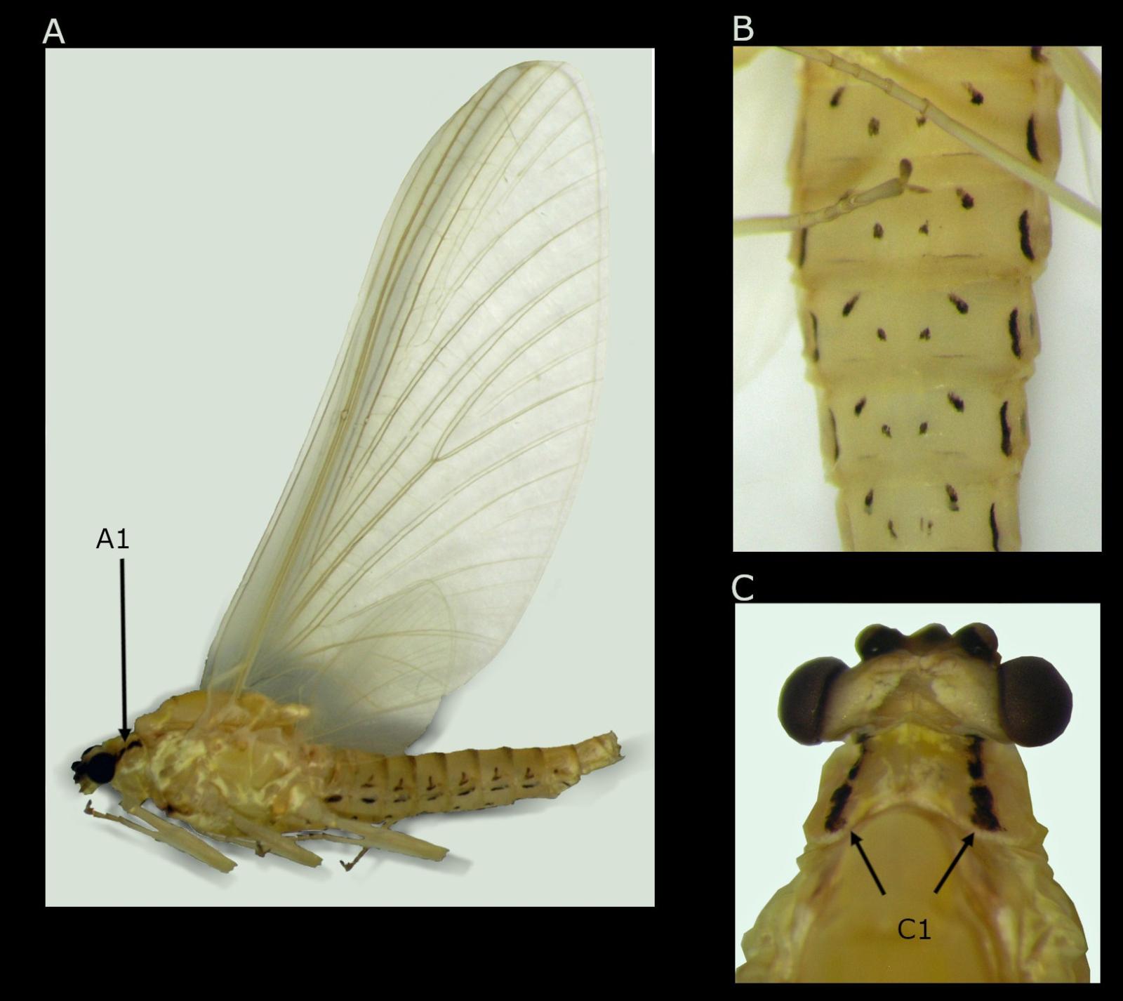 Insecte: éphémère Ephemerella notata