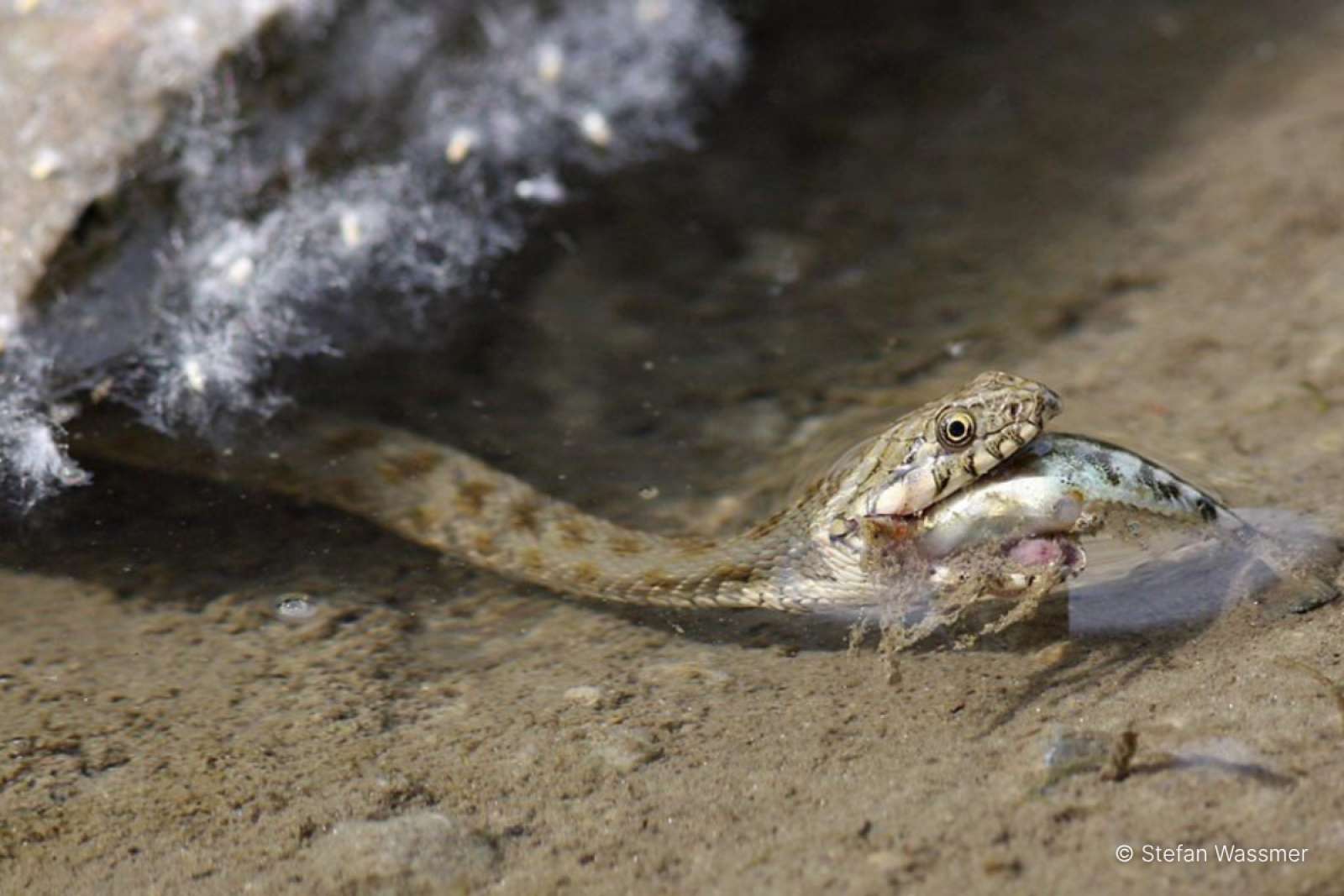Couleuvre vipérine dégustant un poisson (@ Stefan Wassmer)