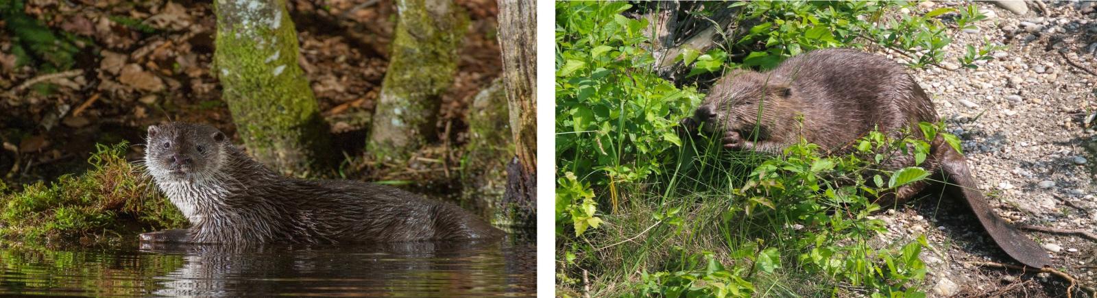 À gauche, une loutre ; à droite, un castor