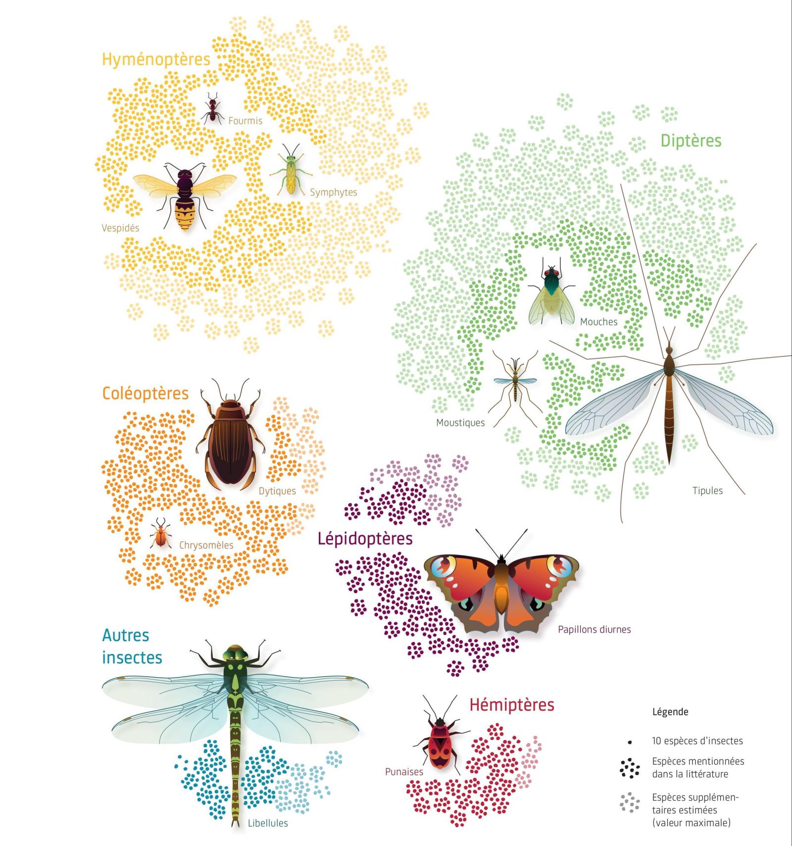graphique montrant le nombre d'espèces par groupe d'insecte