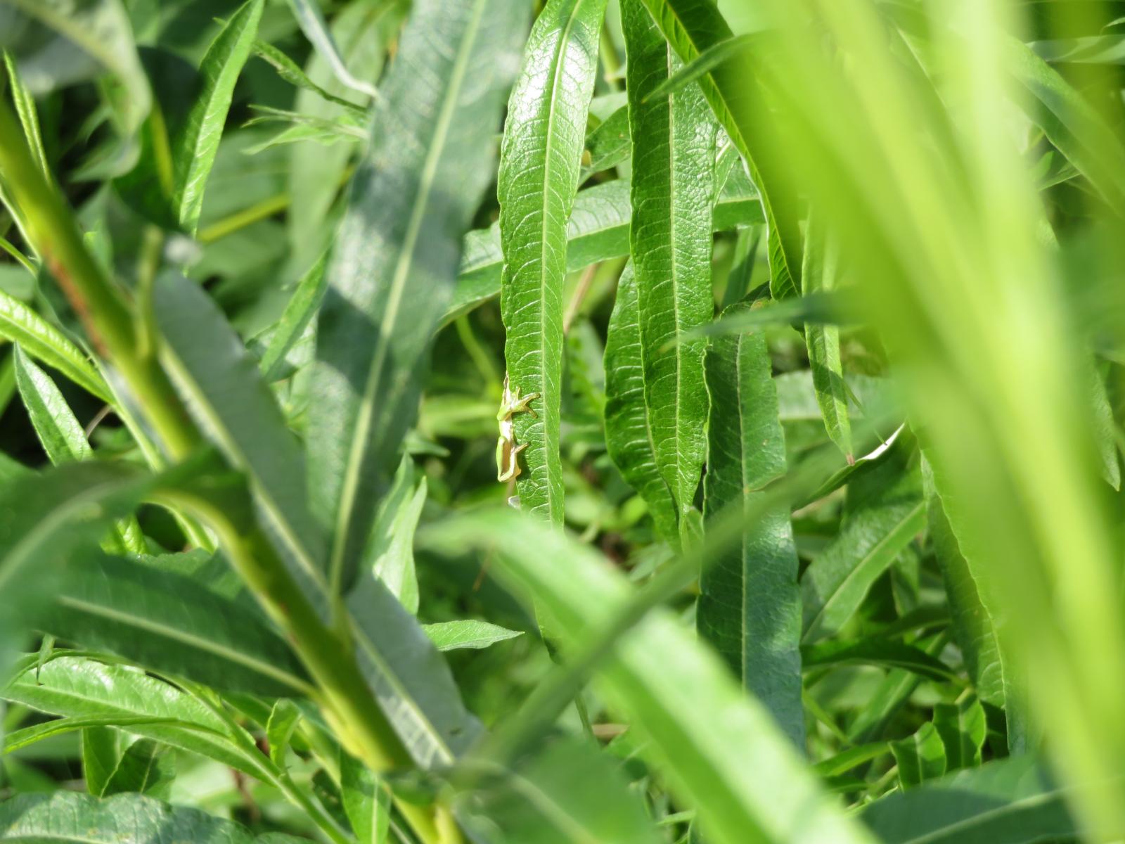 Une grenouille verte se cache dans le feuillage vert
