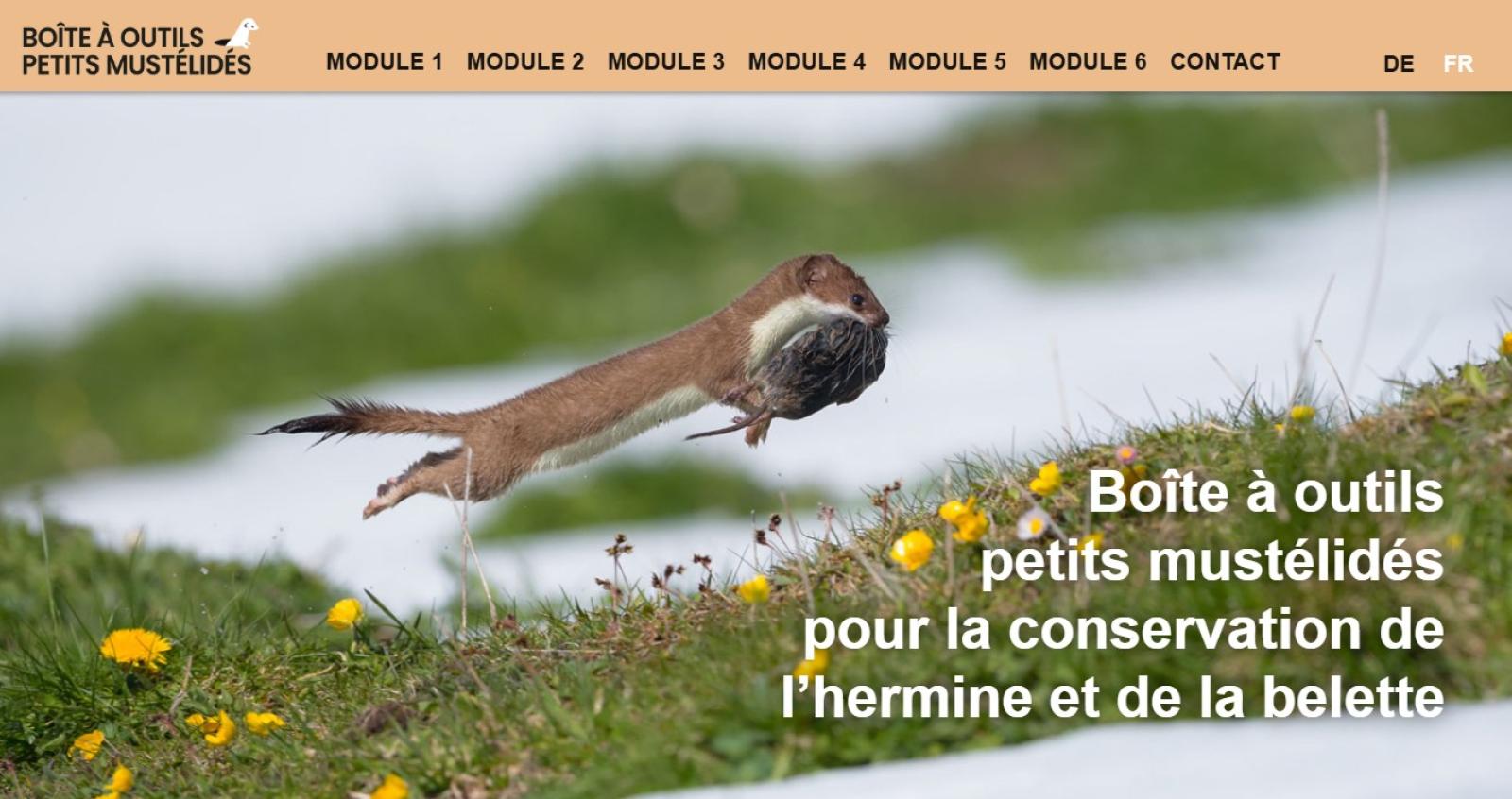 Page d'accueil du site web Boîte à outils petits mustélidés