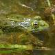 Pelophylax lessonae (Camerano, 1882) et Pelophylax esculentus (Linnaeus, 1758) - Grenouille de Lessona et Grenouille verte - @Ursina Tobler - info fauna