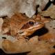 Rana dalmatina (Bonaparte, 1840) - Grenouille agile - @Jérôme Pellet - info fauna