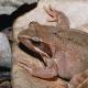 Rana latastei (Boulenger, 1879) - Grenouille de Lataste - @Mario Lippuner - info fauna
