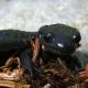 Salamandre noire