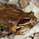 Grenouille brun dans l'herbe