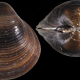 Les espèces néozones de Suisse Corbicule asiatique - Corbicula fluminea