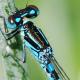 Odonates de Suisse Agrion de Mercure  - Coenagrion  mercuriale 