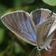 Papillons de jour de Suisse Azuré du baguenaudier - Iolana iolas