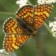 Papillons de jour de Suisse Mélitée des linaires - Melitaea deione