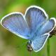 Papillons de jour de Suisse Azuré des coronilles - Plebeius argyrognomon