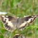 Papillons de jour de Suisse Hermite - Chazara briseis