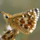 Papillons de jour de Suisse Hespérie des cirses - Pyrgus cirsii