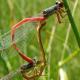 Odonates de Suisse Agrion délicat  - Ceriagrion tenellum 