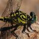 Odonates de Suisse Gomphus à pinces - Onychogomphus  forcipatus unguiculatus 