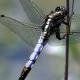 Odonates de Suisse Orthétrum à stylets blancs - Orthetrum  albistylum 