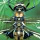Odonates de Suisse Epithèque à deux taches  - Epitheca bimaculata