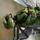 Odonates de Suisse Gomphe serpentin  - Ophiogomphus  cecilia 